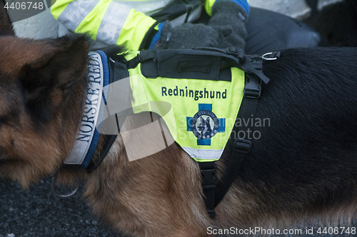 Image of Rescue Dog