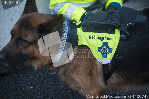 Image of Rescue Dog