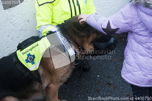 Image of Rescue Dog