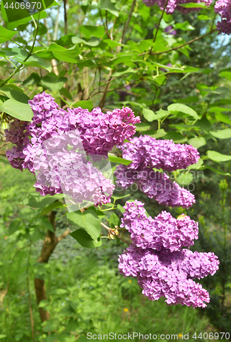 Image of Lilac tree