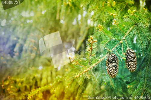 Image of Christmas tree background