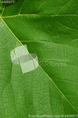 Image of Leaf texture