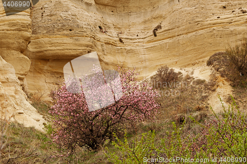 Image of Blossom tree among stone cliffs