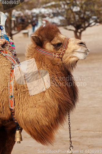Image of Portrait of turkish camel