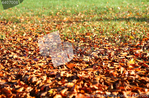 Image of Autumnal background with fallen leaves and green grass