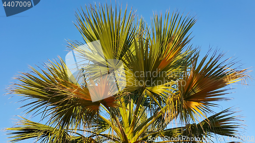 Image of Branches of palm tree 