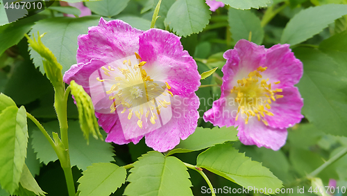 Image of Flowers of a pink wild rose