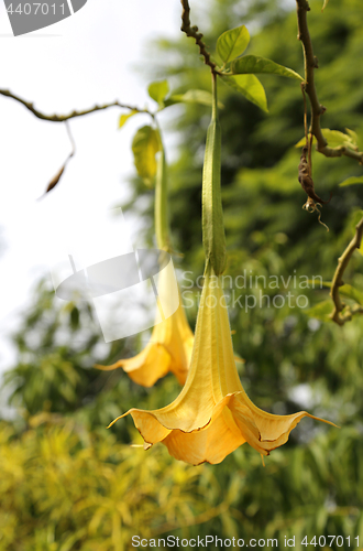 Image of Yellow brugmansia named angels trumpet or Datura flower