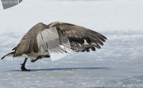 Image of Canadian Goose