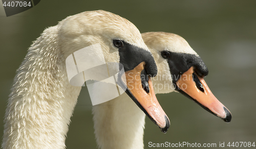 Image of Mutd Swan