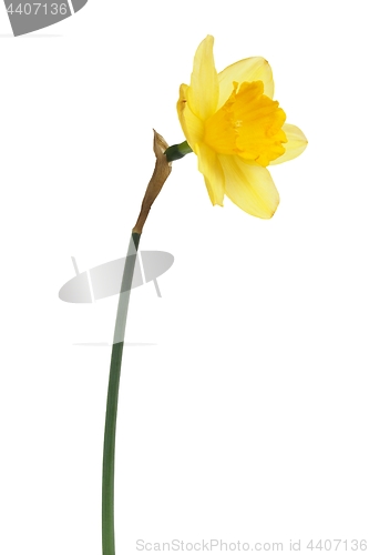 Image of Daffodil on white