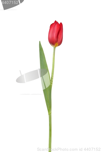 Image of Red tulip on white