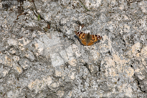 Image of Butterfly at Stone