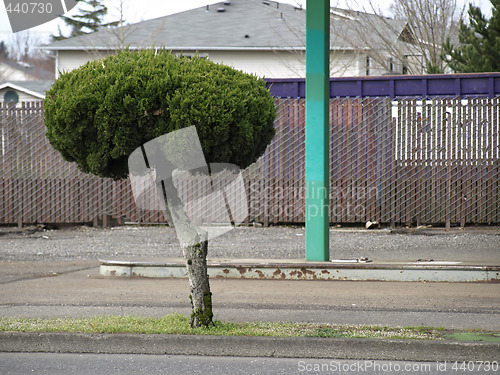 Image of Funky Tree