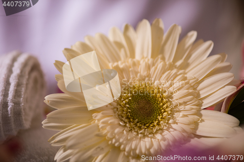 Image of close up colorful flowers