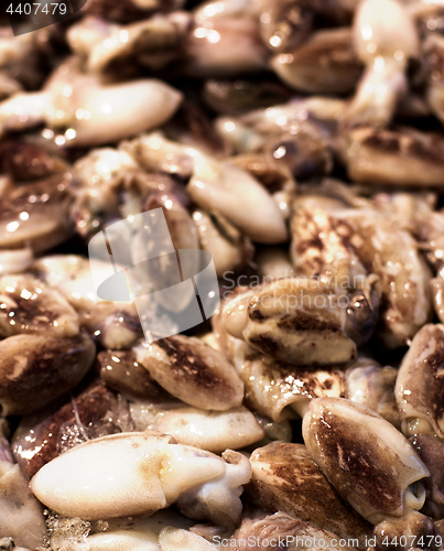 Image of Fresh Raw Cuttlefish