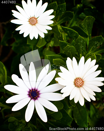 Image of Garden Daisy Flowers