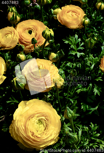 Image of Yellow Ranunculus Flowers