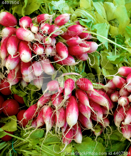 Image of Bundle of Radish Fox