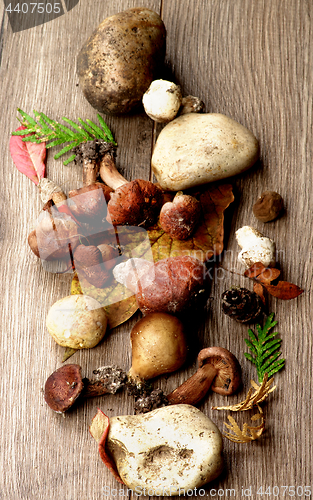 Image of Forest Mushrooms Arrangement