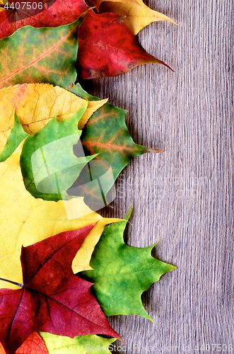 Image of Vertical Frame of Colorful Leafs