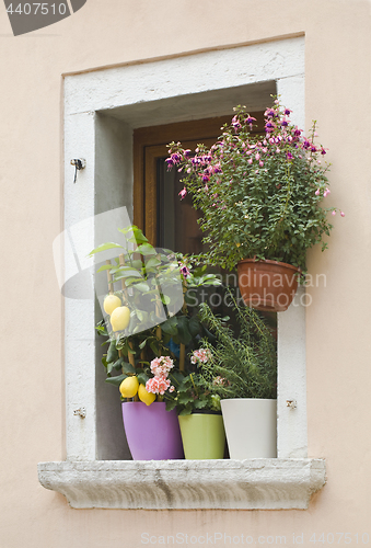 Image of Mediterranean Window Flowers