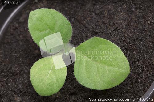 Image of Small Tobacco Seedlings