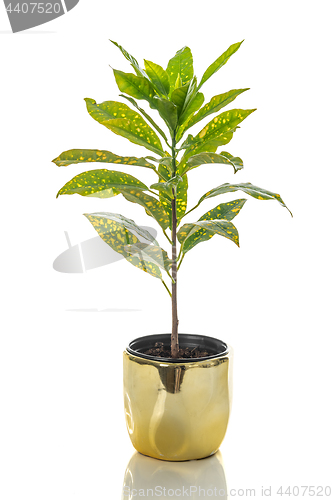 Image of Gold Dust Croton plant in a golden pot