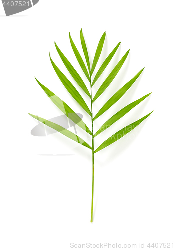 Image of Parlor palm leaf isolated on white background