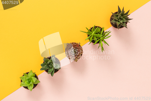 Image of Succulent plants on yellow and pink background