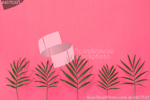 Image of Green palm leaves on bright pink background