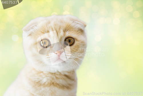 Image of close up of scottish fold kitten