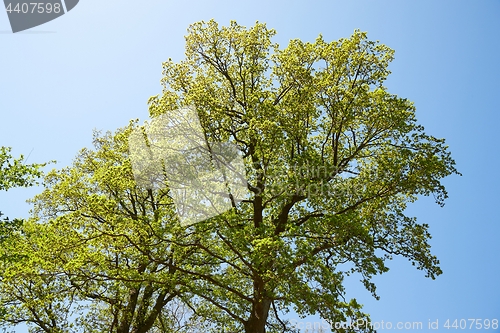 Image of Spring Green Trees