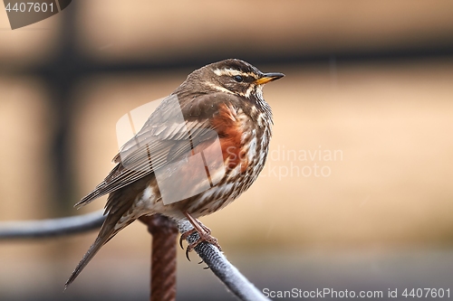 Image of Redwing sitiin on a wire