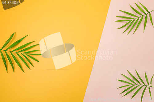 Image of Palm tree leaves on pink and yellow background