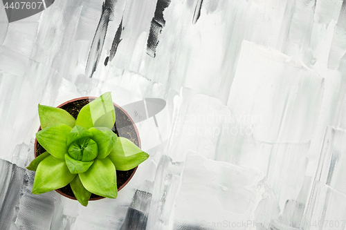 Image of Green succulent plant on abstract painted background