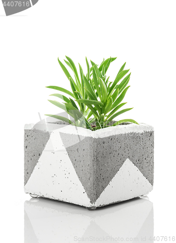 Image of Succulent plant in a handmade concrete planter