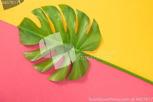Image of Monstera palm leaf on pink and yellow background