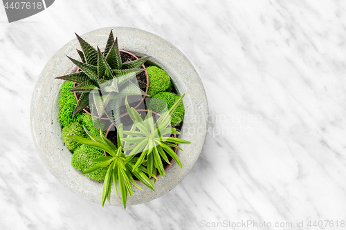 Image of Succulent plants in concrete planter on marble background