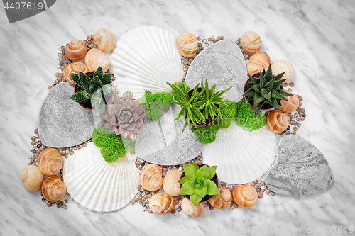 Image of Home decor with succulent plants and seashells