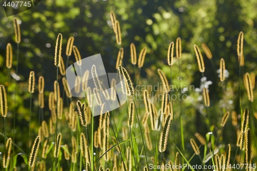 Image of Meadow with backlit green plants