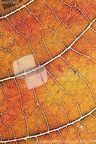 Image of Autumn leaf texture