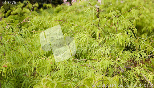 Image of Shrub