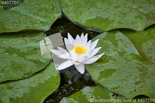 Image of White Water Lily