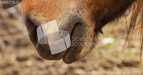 Image of Icelandic horse nose closeup