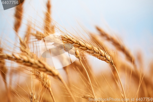 Image of Wheat field detail