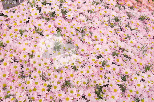 Image of Pink Daisies