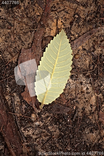 Image of Leaf on the ground