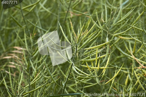 Image of Rapeseed plant closeup