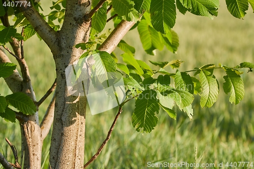 Image of Spring Green Leaves